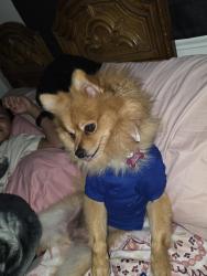 Lost Female Dog last seen San Pedro, Brownsville, TX 78520