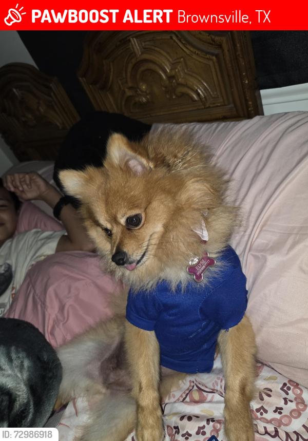 Lost Female Dog last seen San Pedro, Brownsville, TX 78520