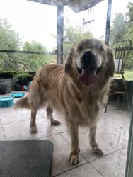 Reunited Unknown Dog last seen Sixma road/howland blvd, Deltona, FL 32725