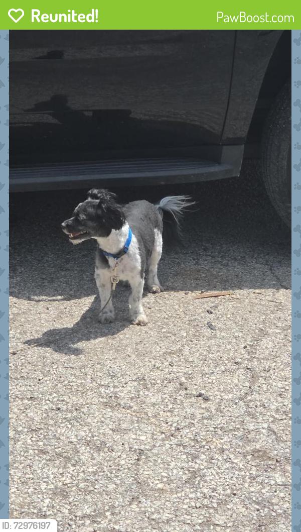 Reunited Male Dog last seen Near E 52nd st and Dustin Dr, Indianapolis, IN 46226
