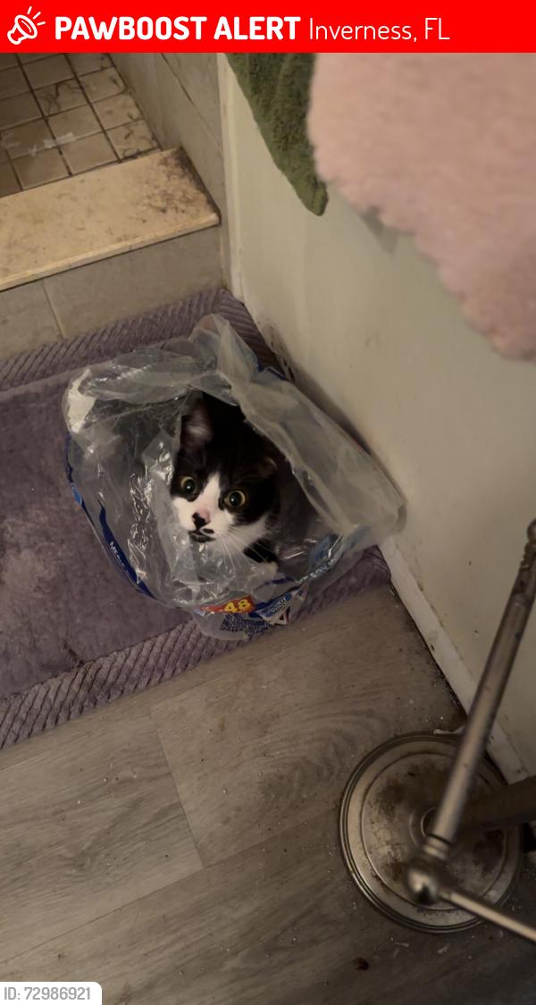 Lost Female Cat last seen Short line and monopoly loop, Inverness, FL 34453