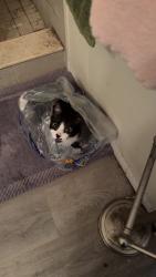 Lost Female Cat last seen Short line and monopoly loop, Inverness, FL 34453