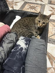Lost Male Cat last seen Grandeur Dr, Salisbury, NC 28146
