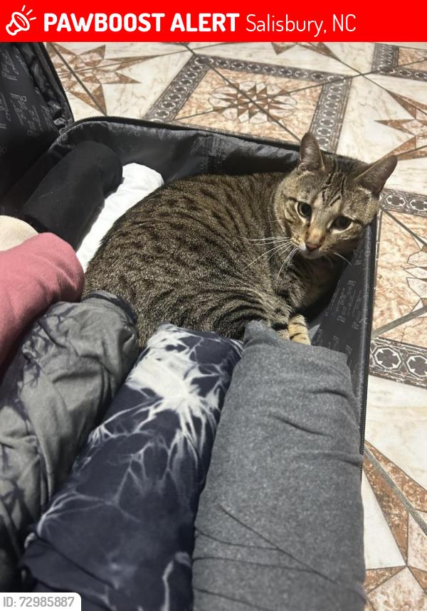 Lost Male Cat last seen Grandeur Dr, Salisbury, NC 28146