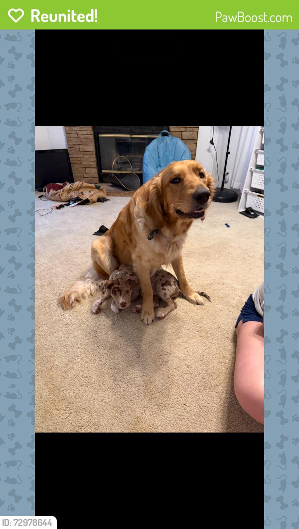 Reunited Male Dog last seen Griffin st, Boyd, TX 76023