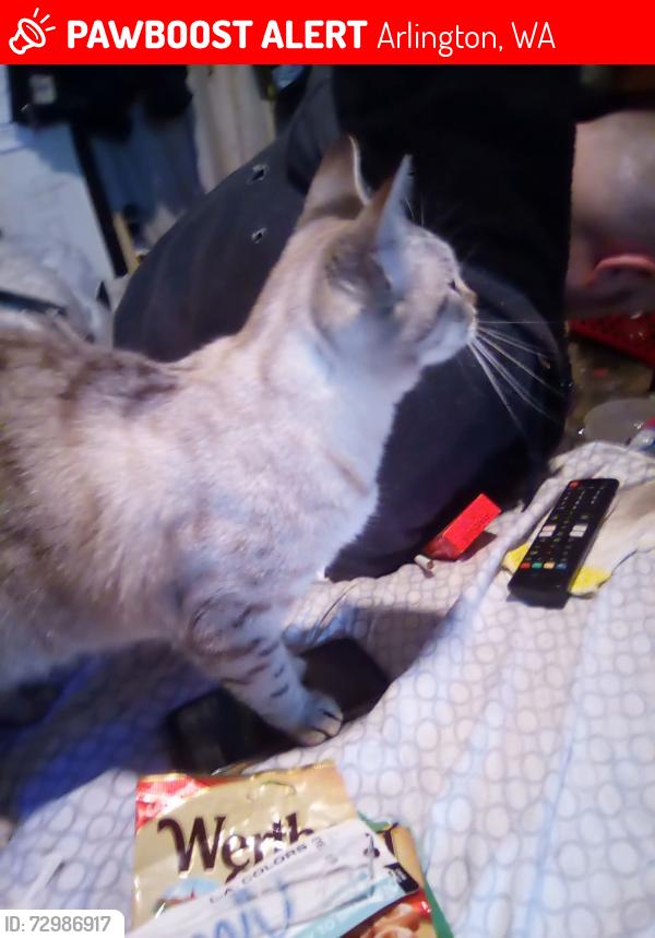 Lost Female Cat last seen Sis row bridge, Arlington, WA 98223