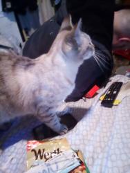 Lost Female Cat last seen Sis row bridge, Arlington, WA 98223