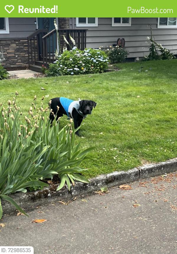 Reunited Male Dog last seen NW 80th street near 78th, Vancouver, WA 98665