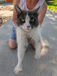 Found/Stray Female Cat last seen NE 23rd Ave & NE 108th St, Rural Mitcville, IA, Mitchellville, IA 50169