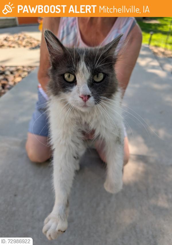 Found/Stray Female Cat last seen NE 23rd Ave & NE 108th St, Rural Mitcville, IA, Mitchellville, IA 50169