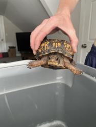 Found/Stray Unknown Other last seen Corner of Covedale and Wilnet, Cincinnati, OH 45238