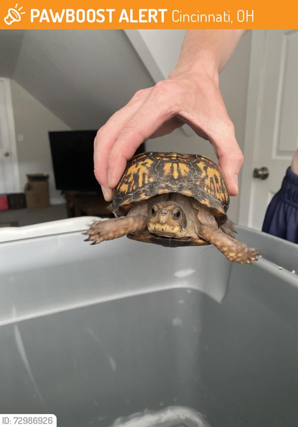 Found/Stray Unknown Other last seen Corner of Covedale and Wilnet, Cincinnati, OH 45238