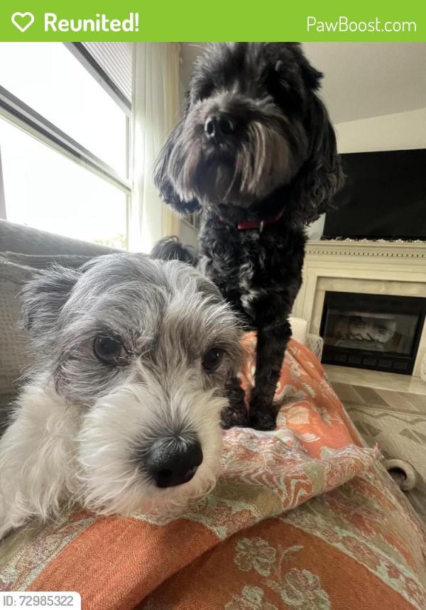 Reunited Female Dog last seen going south on manor lane in Jamesport, Riverhead, NY 11901