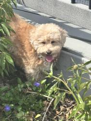 Lost Female Dog last seen College and Woodland, Olathe, KS 66061