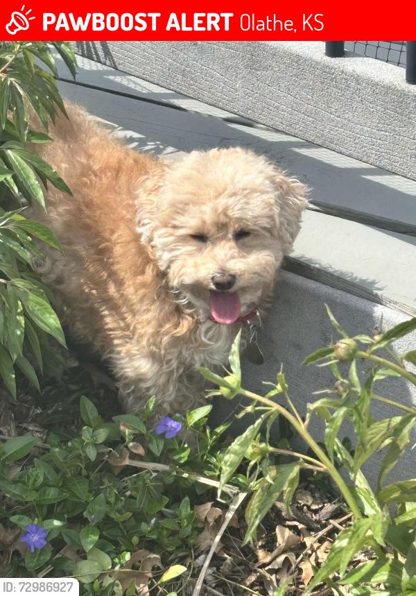 Lost Female Dog last seen College and Woodland, Olathe, KS 66061