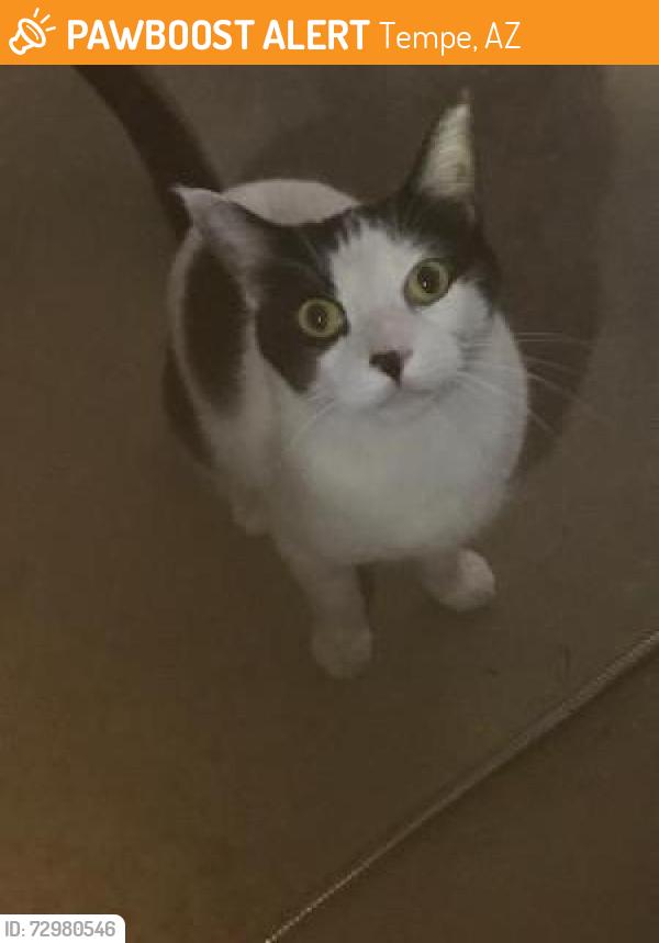 Found/Stray Male Cat last seen 48th and baseline, Tempe, AZ 85042