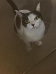 Found/Stray Male Cat last seen 48th and baseline, Tempe, AZ 85042