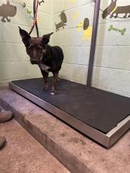 Shelter Stray Female Dog last seen N C ST & N 12TH ST, 2127 Front St, Sacramento, CA 95818, USA