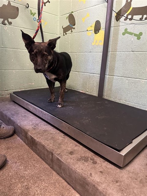 Shelter Stray Female Dog last seen N C ST & N 12TH ST, 2127 Front St, Sacramento, CA 95818, USA