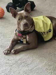 Shelter Stray Female Dog last seen Near BLOCK GARDEN GREEN WAY, 3528 Newburg Rd, Louisville, KY 40218, USA