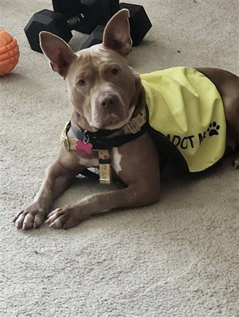 Shelter Stray Female Dog last seen Near BLOCK GARDEN GREEN WAY, 3528 Newburg Rd, Louisville, KY 40218, USA
