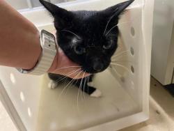 Shelter Stray Female Cat last seen Near BLOCK W ARTHUR AVE, 3839 W Burnham St, West Milwaukee, WI 53215, USA
