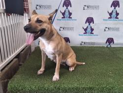 Shelter Stray Female Dog last seen , 2769 Conroy Rd, Orlando, FL 32839, USA
