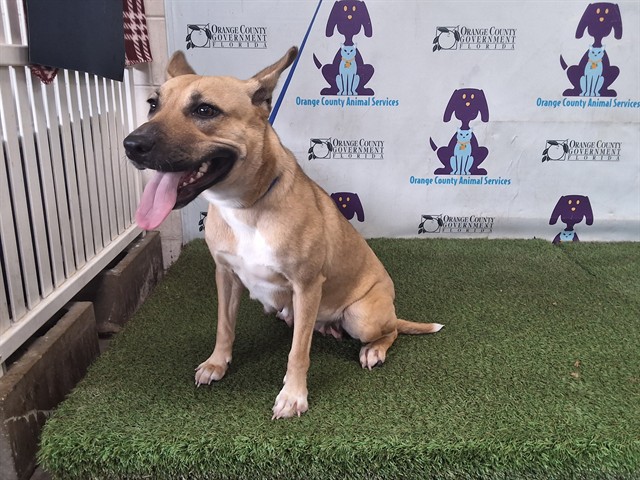 Shelter Stray Female Dog last seen , 2769 Conroy Rd, Orlando, FL 32839, USA