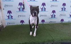 Shelter Stray Female Dog last seen , 2769 Conroy Rd, Orlando, FL 32839, USA