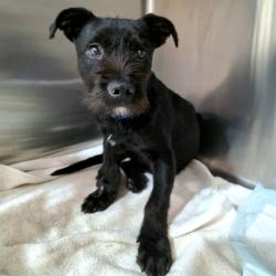 Shelter Stray Male Dog last seen Near BLOCK HARBOR AVE LONG BEACH CA 90810, 7700 E Spring St, Long Beach, CA 90815, USA