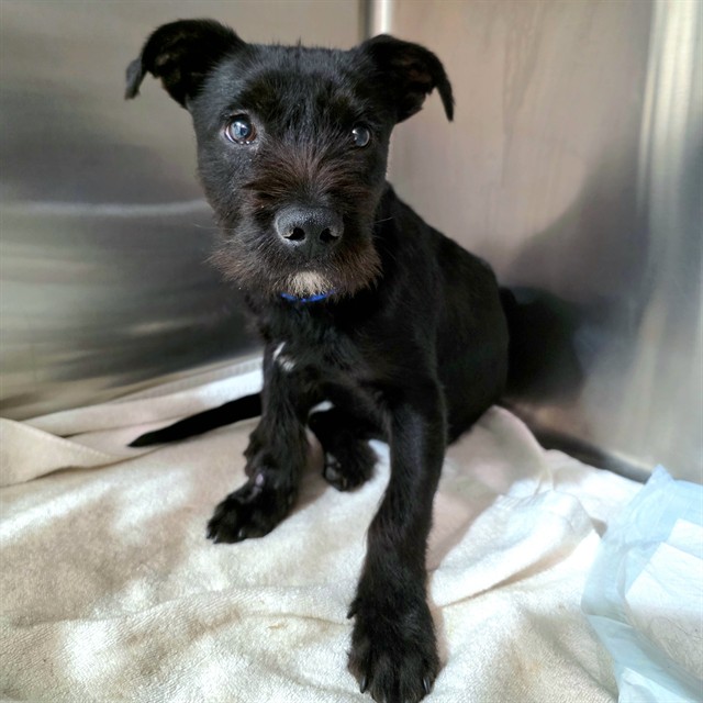 Shelter Stray Male Dog last seen Near BLOCK HARBOR AVE LONG BEACH CA 90810, 7700 E Spring St, Long Beach, CA 90815, USA
