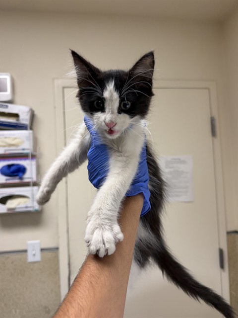 Shelter Stray Male Cat last seen Near BLOCK MISSION BL JV, CA, 6851 Van Buren Boulevard, Jurupa Valley, CA 92509, USA