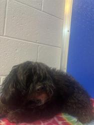 Shelter Stray Male Dog last seen Near , 2600 S Harding St, Indianapolis, IN 46221, USA