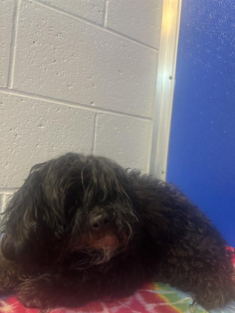 Shelter Stray Male Dog last seen Near , 2600 S Harding St, Indianapolis, IN 46221, USA