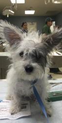 Shelter Stray Female Dog last seen MCALLISTER PKWY / CITRUS HEIGHTS DR, RIVERSIDE, CA 92503, 6851 Van Buren Boulevard, Jurupa Valley, CA 92509, USA