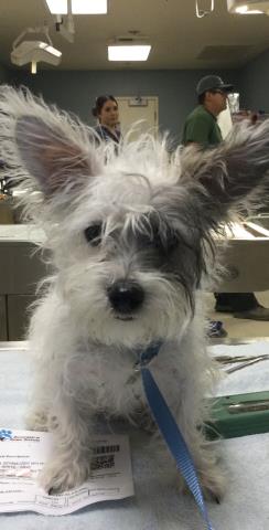 Shelter Stray Female Dog last seen MCALLISTER PKWY / CITRUS HEIGHTS DR, RIVERSIDE, CA 92503, 6851 Van Buren Boulevard, Jurupa Valley, CA 92509, USA