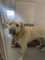 Shelter Stray Male Dog last seen Near , 2600 S Harding St, Indianapolis, IN 46221, USA