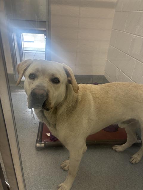 Shelter Stray Male Dog last seen Near , 2600 S Harding St, Indianapolis, IN 46221, USA