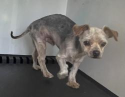 Shelter Stray Male Dog last seen Near BLOCK TILTON AVE, JURUPA VALLEY, CA, 6851 Van Buren Boulevard, Jurupa Valley, CA 92509, USA