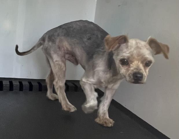 Shelter Stray Male Dog last seen Near BLOCK TILTON AVE, JURUPA VALLEY, CA, 6851 Van Buren Boulevard, Jurupa Valley, CA 92509, USA