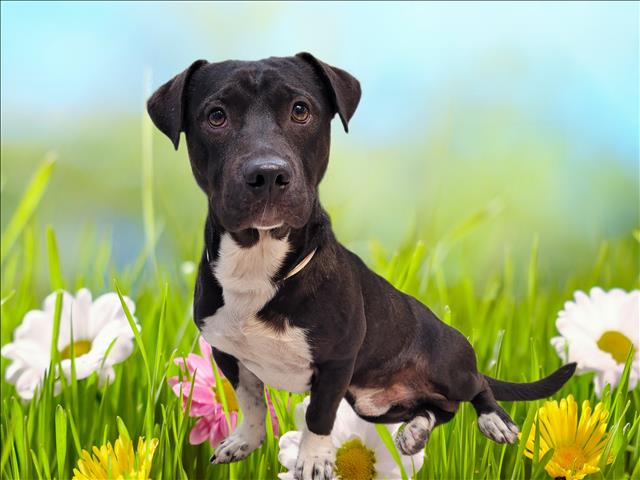 Shelter Stray Male Dog last seen , 3201 Lacy St, Los Angeles, CA 90031, USA