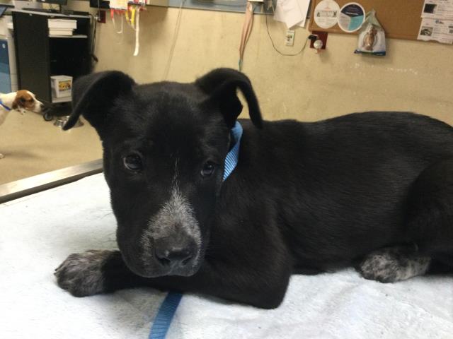 Shelter Stray Female Dog last seen VAN BUREN AND BELGRAVE, JV, CA, 6851 Van Buren Boulevard, Jurupa Valley, CA 92509, USA