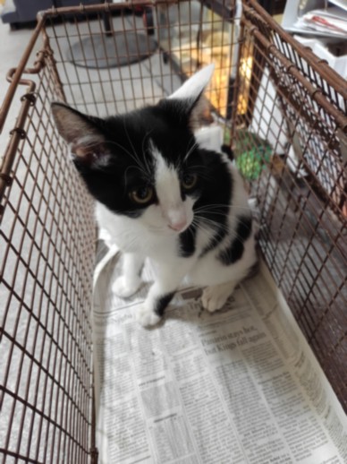 Shelter Stray Male Cat last seen , 3201 Lacy St, Los Angeles, CA 90031, USA