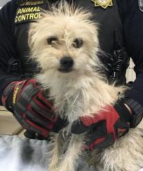 Shelter Stray Female Dog last seen Near BLOCK CREST AVE, RIVERSIDE, CA, 6851 Van Buren Boulevard, Jurupa Valley, CA 92509, USA