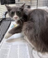 Shelter Stray Female Cat last seen , 3201 Lacy St, Los Angeles, CA 90031, USA