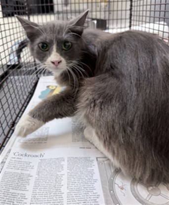 Shelter Stray Female Cat last seen , 3201 Lacy St, Los Angeles, CA 90031, USA