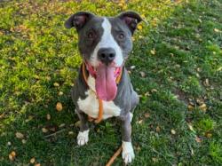 Shelter Stray Male Dog last seen , 3201 Lacy St, Los Angeles, CA 90031, USA