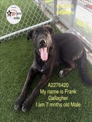 Shelter Stray Male Dog last seen , 1850 W 60th St, Los Angeles, CA 90047, USA