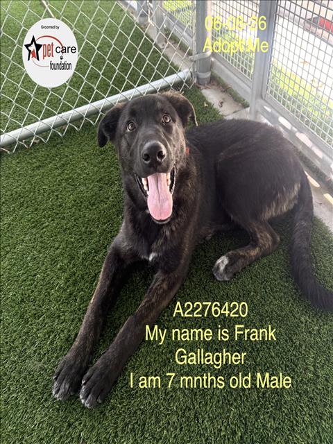 Shelter Stray Male Dog last seen , 1850 W 60th St, Los Angeles, CA 90047, USA