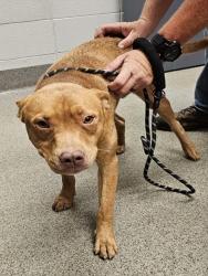 Shelter Stray Male Dog last seen Near BLOCK SCOTT RD, 4950 SW Triana Blvd, Huntsville, AL 35805, USA